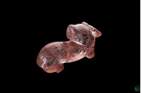 水晶瑞兽 水晶瑞兽